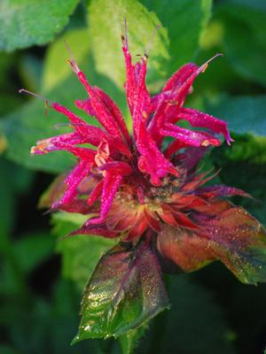 Monarda x 'Raspberry Wine' (Bee Balm)