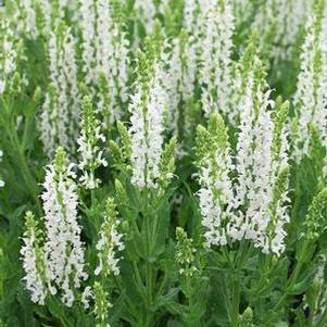 Salvia nemorosa 'Snow Hill' (Sage)