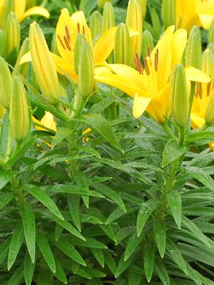 Lilium Lily Looks™'Tiny Bee' (Dwarf Asiatic Hardy Lily)