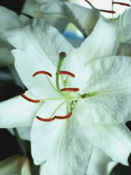 Lilium (Oriental) 'Casa Blanca' (Oriental Hardy Lily)