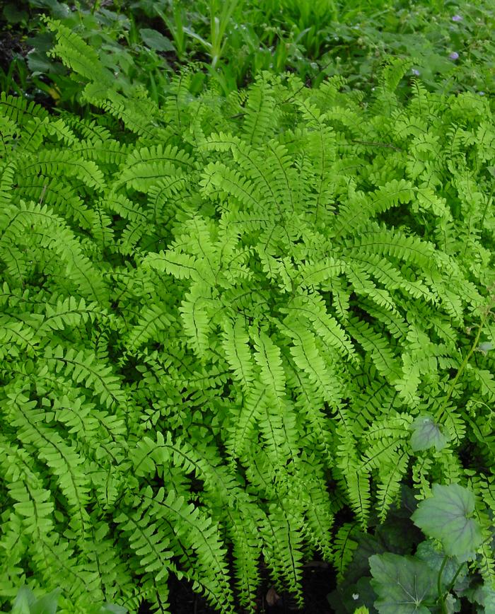 Northern Maidenhair Fern (Adiantum pedatum)