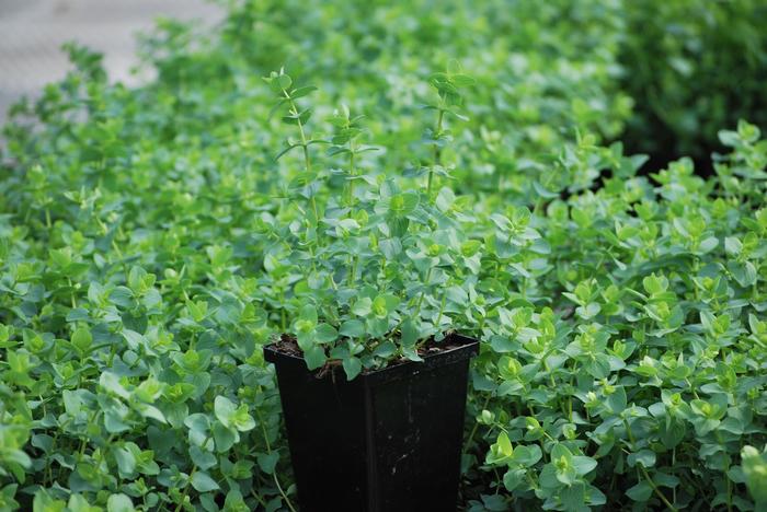 Ornamental Oregano (Origanum rotundifolium 'Kent Beauty')