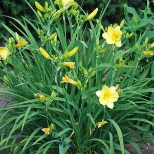 Hemerocallis 'Happy Returns' (Daylily)