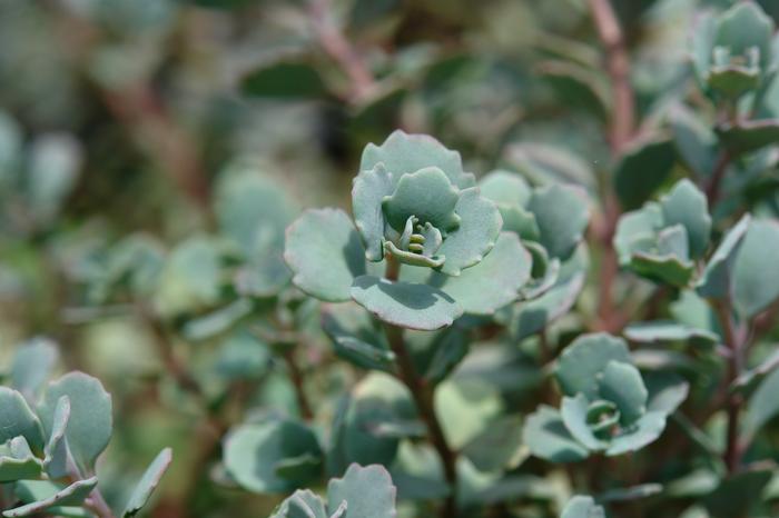 Sedum cauticola 'Lidakense' (Stonecrop)