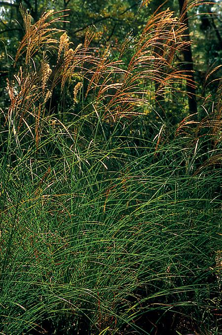 Maiden Grass (Miscanthus sinensis 'Gracillimus')