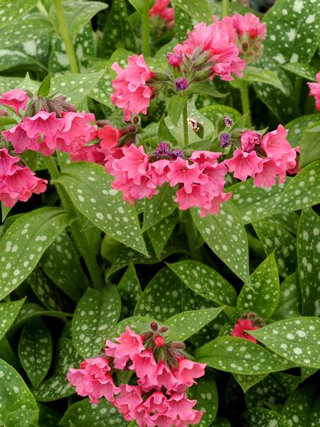 Pulmonaria x 'Shrimps on the Barbie' (Lungwart)