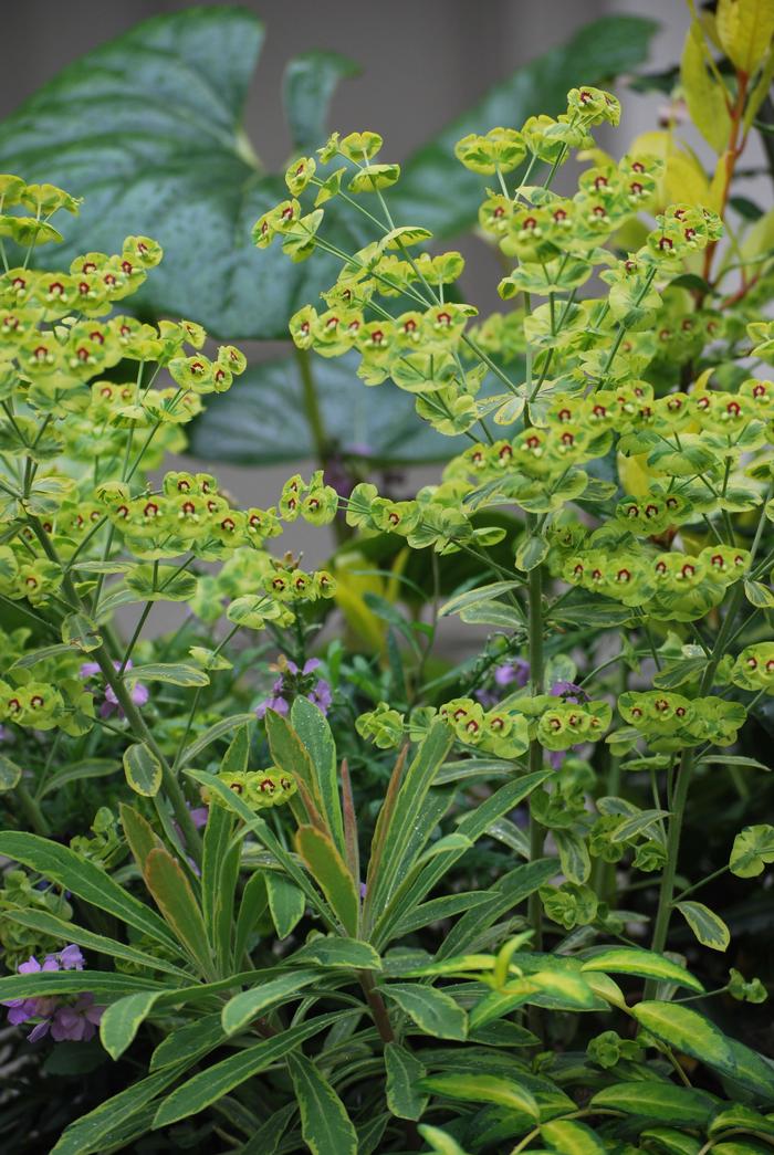 Spurge (Euphorbia x martinii 'Ascot Rainbow')