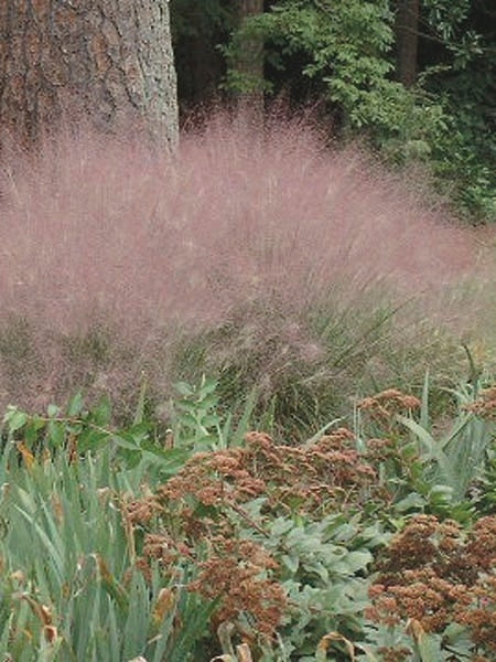 Pink Muhly Grass (Muhlenbergia capillaris)