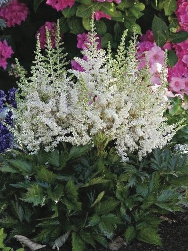 Astilbe chinensis 'Vision in White' (False Spirea) perennial, white flowers