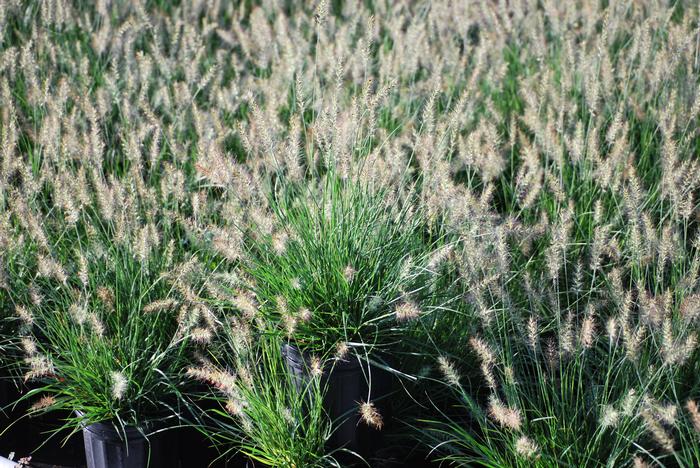 Pennisetum alopecuroides 'Little Bunny' (Fountain Grass)