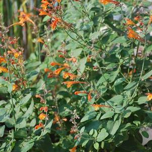 Agastache aurantiaca 'Tango' (Hummingbird Mint) perennial