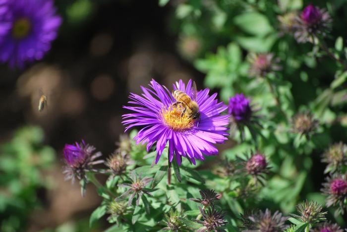 Aster novae-angliae 'Purple Dome' (New England Aster) perennial, purple flowers