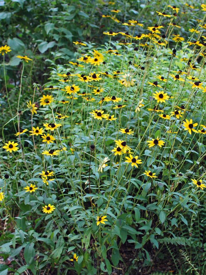 Rudbeckia fulgida var. fulgida (Black-Eyed Susan)