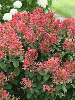 Hydrangea paniculata Little Quick Fire® (Panicle Hydrangea)