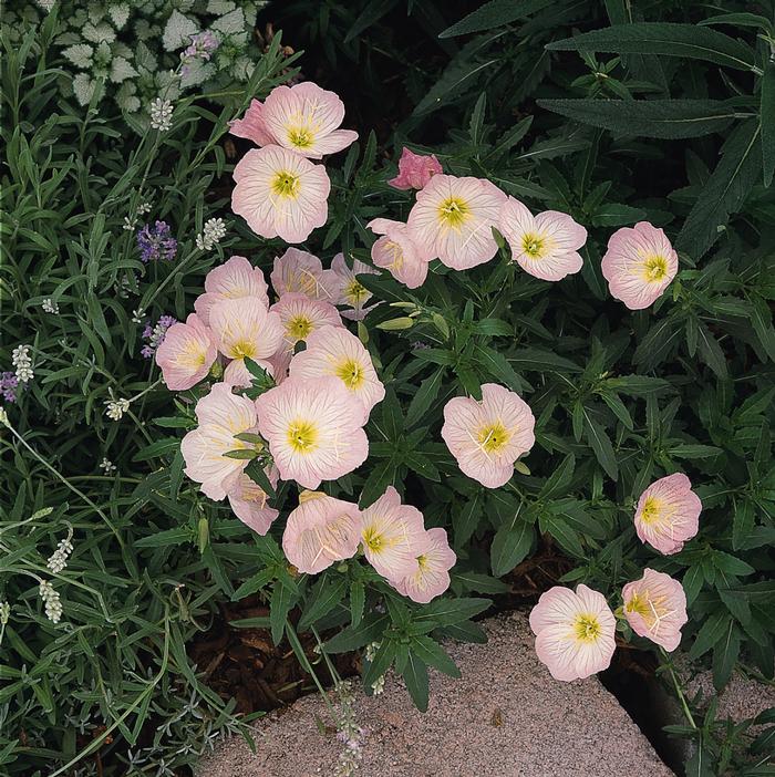 Evening Primrose (Oenothera speciosa 'Siskiyou')