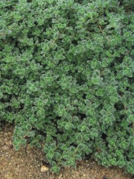 Woolly Thyme (Thymus pseudolanuginosus)