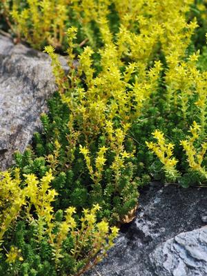 Sedum sexangulare (Watch Chain Stonecrop)