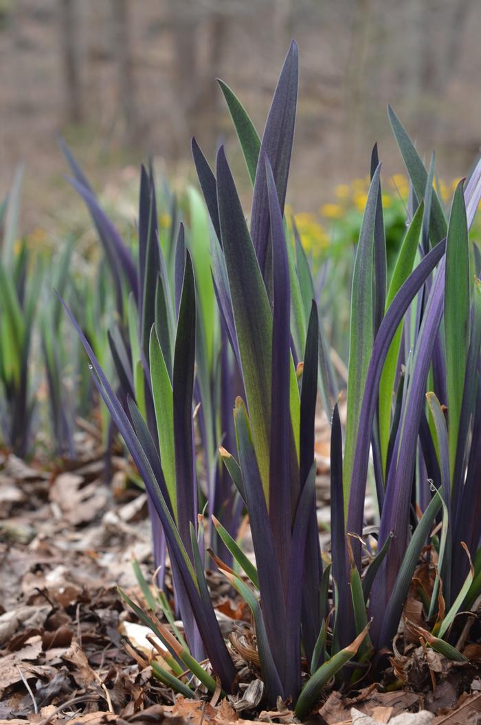 Blue Flag (Iris versicolor 'Purple Flame')