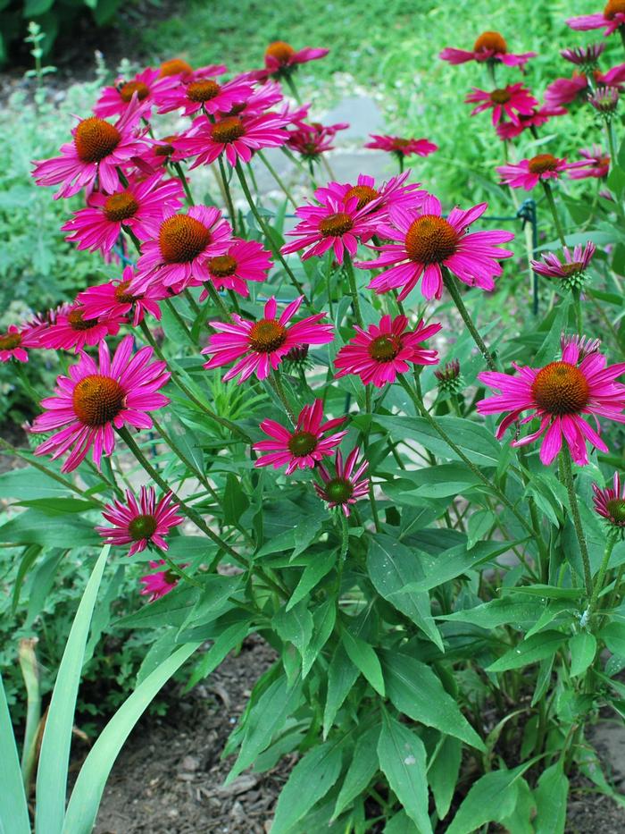 Echinacea Kismet® Raspberry (Coneflower), pink flowers