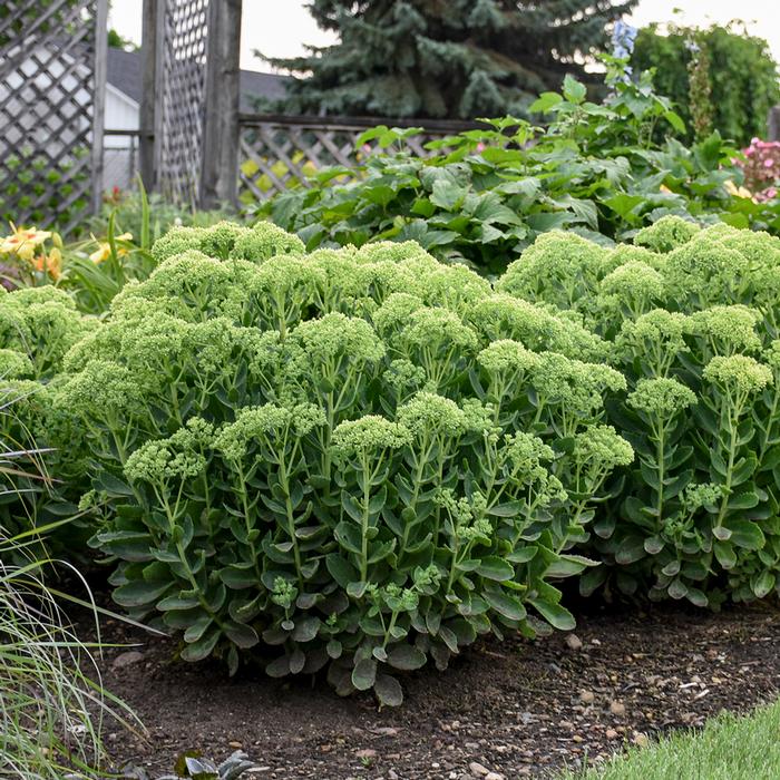 Sedum x 'Autumn Joy' (Stonecrop)