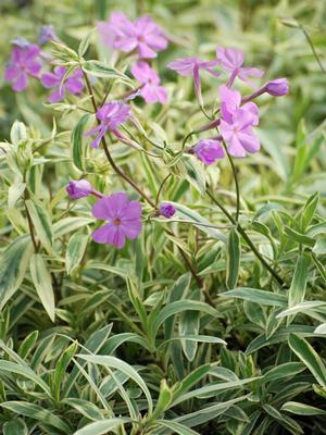 Smooth Phlox (Phlox glaberrima 'Triple Play')