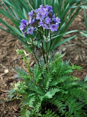 Jacob's Ladder (Polemonium caeruleum 'Bressingham Purple')