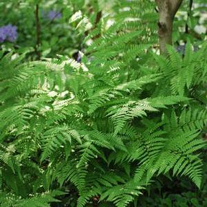 Lady Fern (Athyrium filix-femina)