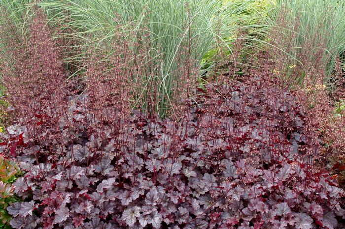 Heuchera x 'Plum Pudding' (Coral Bells)