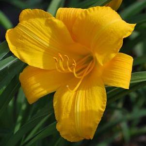 Hemerocallis 'Mary Todd' (Daylily)