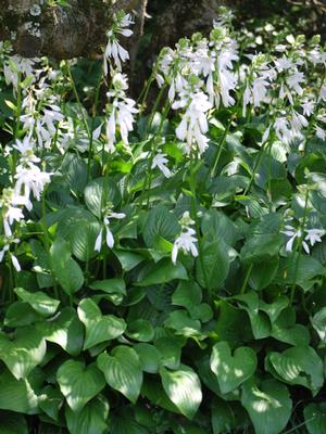 Hosta x 'Royal Standard' (Plantain Lily)