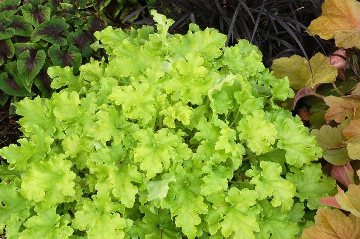 Heuchera x 'Lime Marmalade' (Coral Bells)