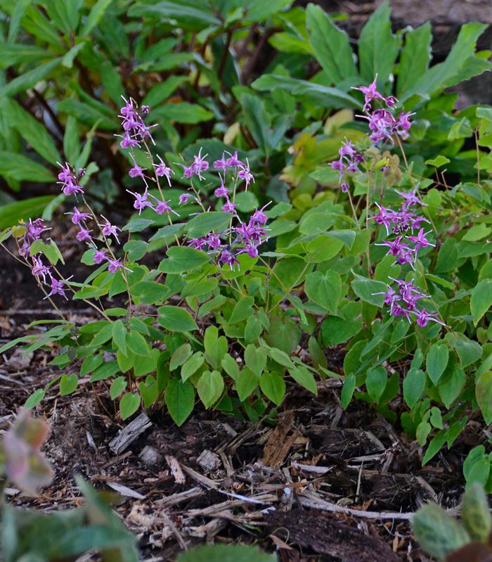 Epimedium grandiflorum 'Lilafee' (Barrenwort)