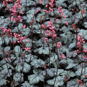 Heuchera x 'Timeless Treasure' (Coral Bells)