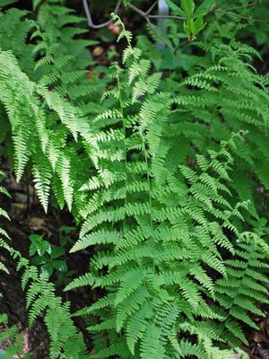 Hayscented Fern (Dennstaedtia punctilobata)