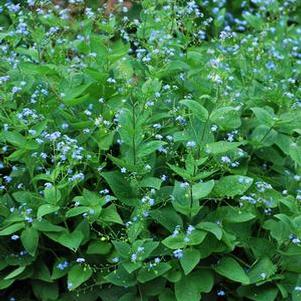 Dwarf Anchusa (Brunnera macrophylla)