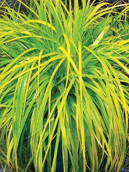 Carex oshimensis Evercolor® Everillo (Sedge)