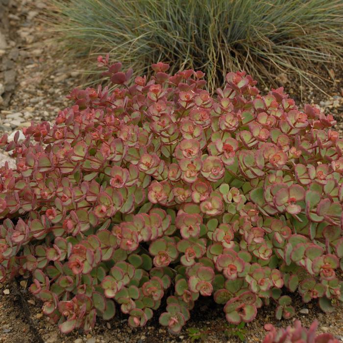 Sedum sieboldii (Stonecrop)