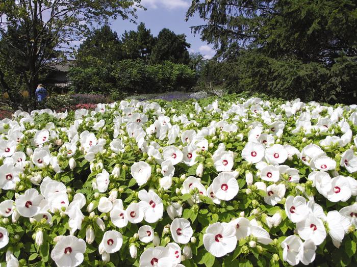 Hibiscus moscheutos Luna™White (Hardy Hibiscus)