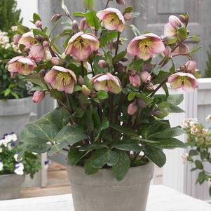 Helleborus x iburgensis Frostkiss® Bayli's Blush® (Lenton Rose)