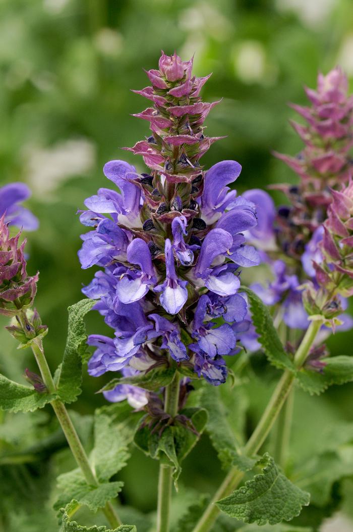 Salvia nemorosa 'Blue Marvel' (Sage)