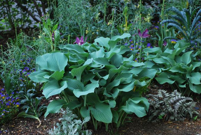 Hosta sieboldiana 'Elegans' (Plantain Lily)