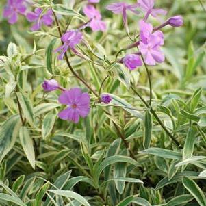 Smooth Phlox (Phlox glaberrima 'Triple Play')