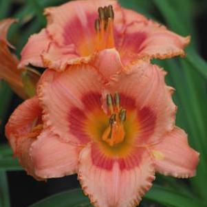 Hemerocallis 'Strawberry Candy' (Daylily)