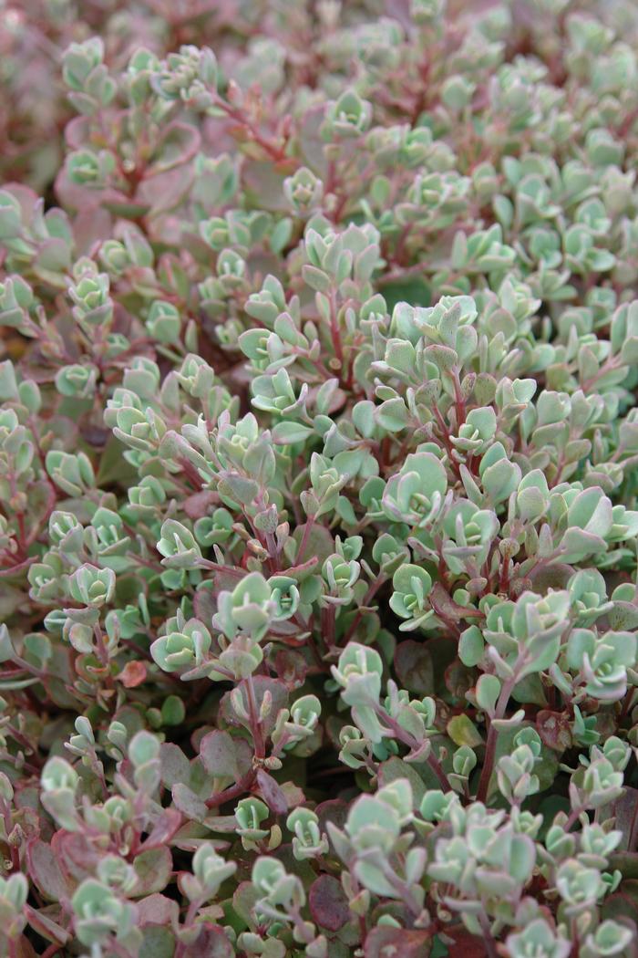 Sedum cauticola 'Lidakense' (Stonecrop)