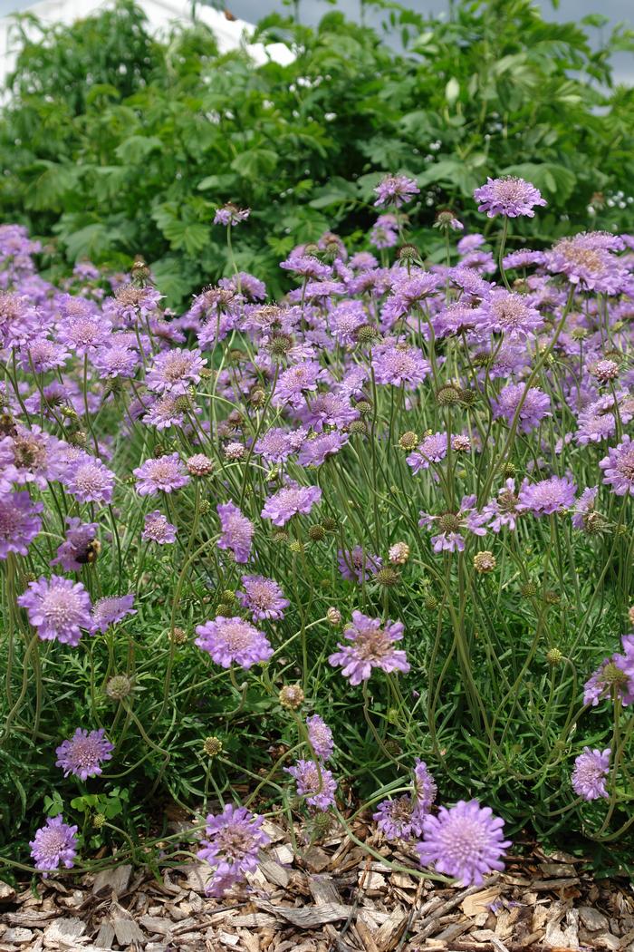 Scabiosa columbaria 'Butterfly Blue' (Pincushion Flower)