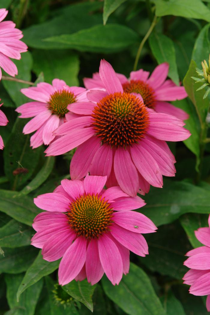 Echinacea x purpurea 'PowWow Wild Berry' (Coneflower)