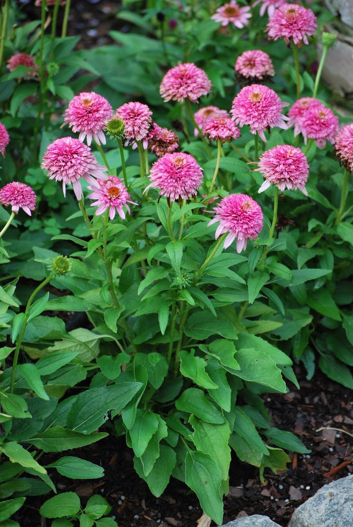 Echinacea x purpurea 'Butterfly Kisses' (Coneflower)