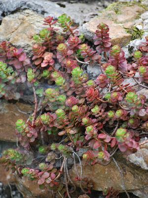 Sedum spurium 'Fuldaglut' (Stonecrop)