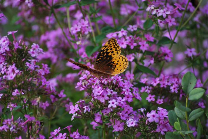 Phlox paniculata 'Jeana' (Summer Phlox)