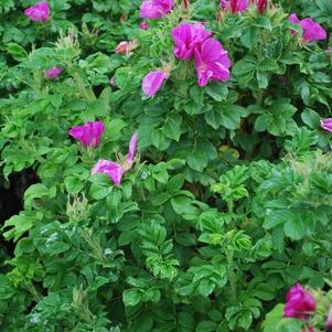 Beach Rose (Rosa rugosa), purple flowers